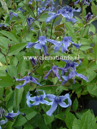 Clematis 'Ozawa Blue'