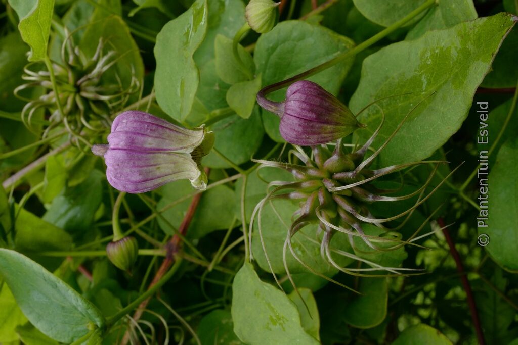 Clematis pitcheri