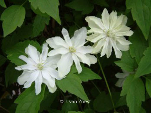 Clematis 'Primrose Star'