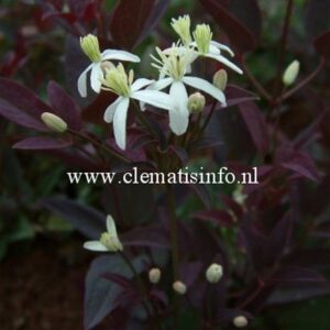 Clematis recta 'Velvet Night'
