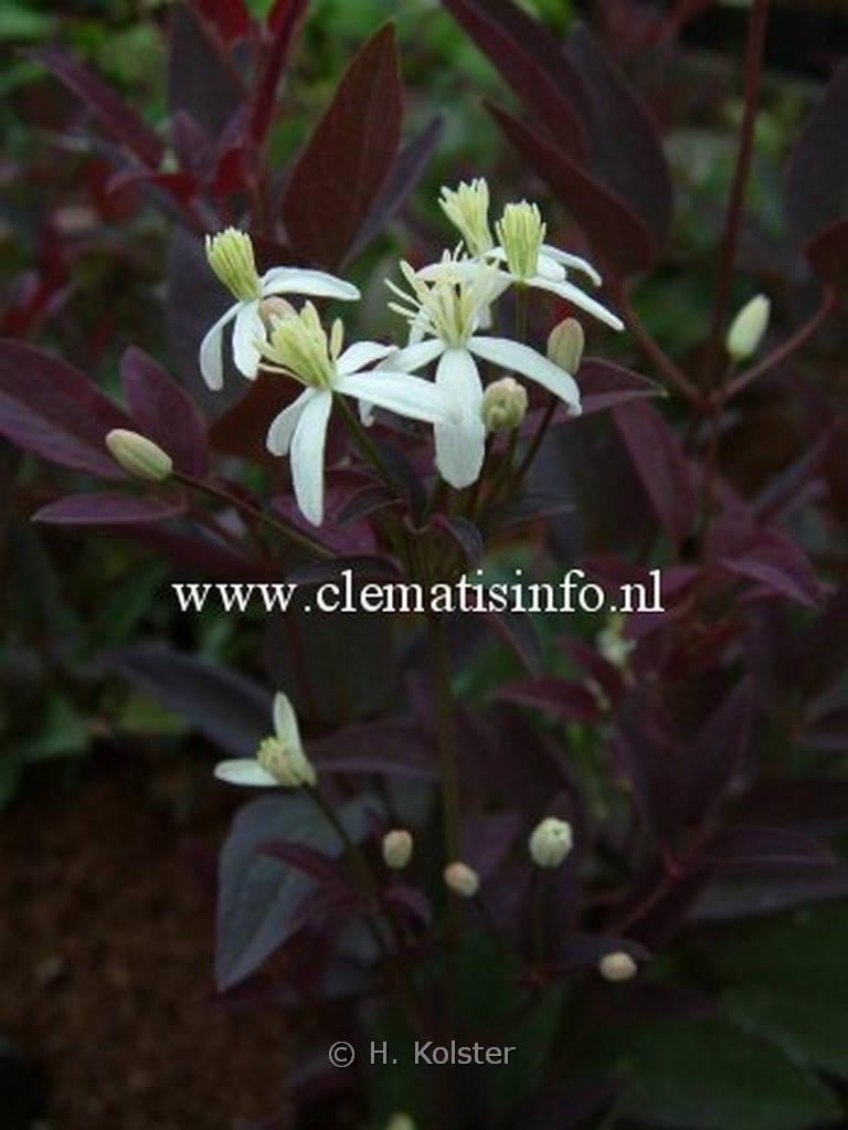 Clematis recta 'Velvet Night'