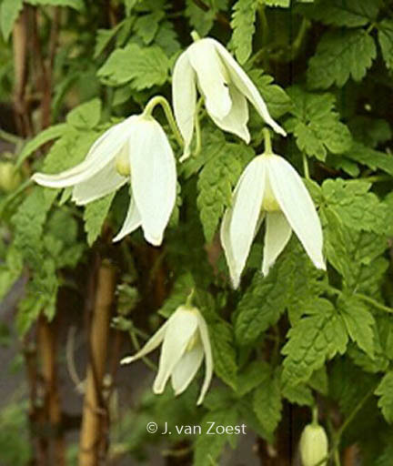 Clematis 'White Columbine'
