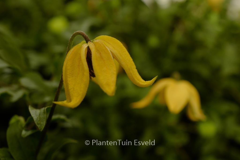 Clematis 'Zo14100' (LITTLE LEMONS)