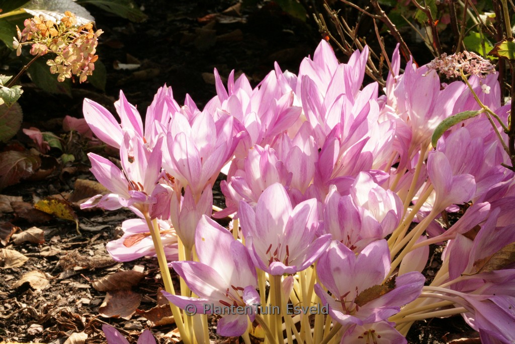 Colchicum byzantinum