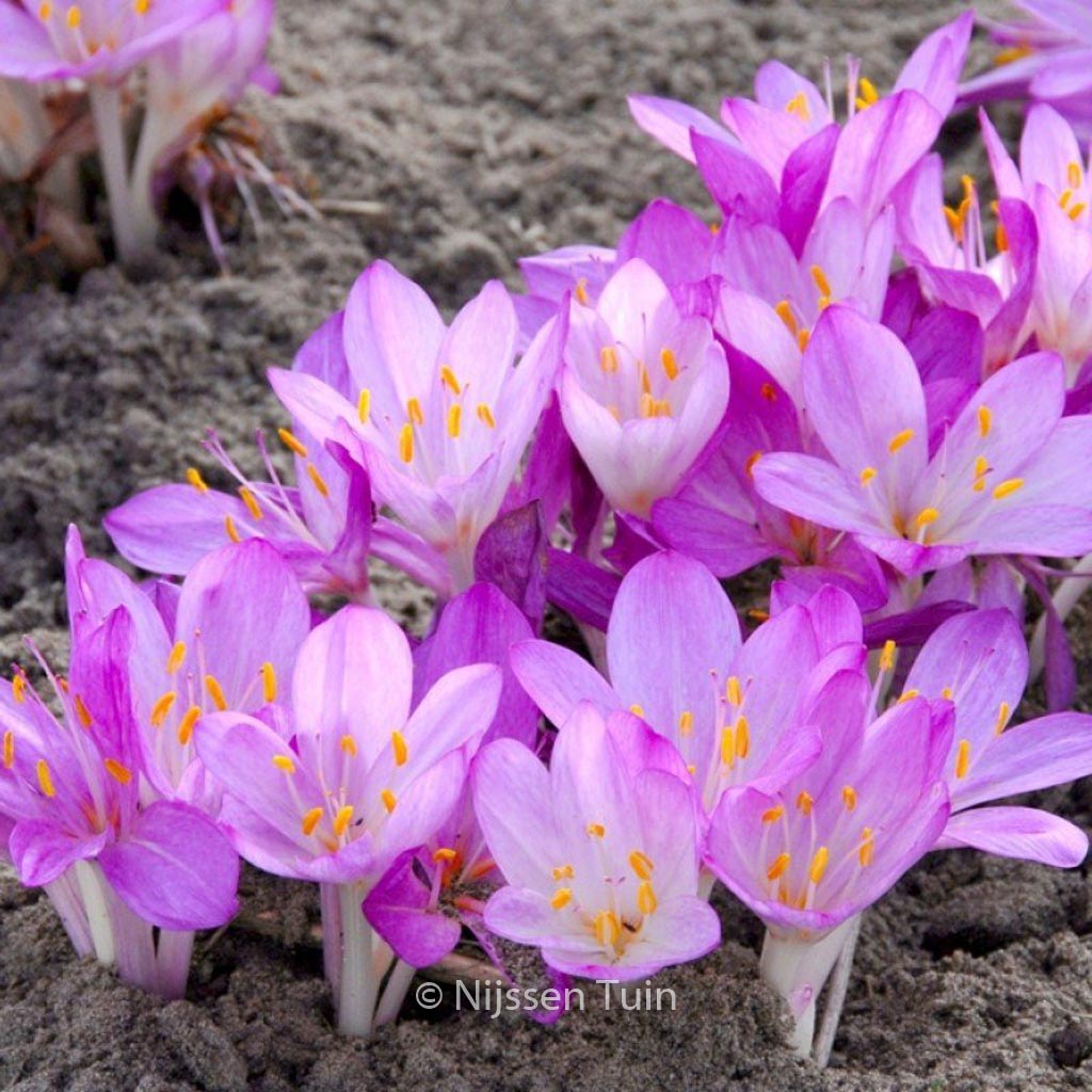 Colchicum cilicium 'Purpureum'