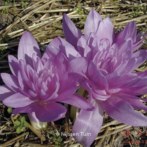 Colchicum 'Waterlily'