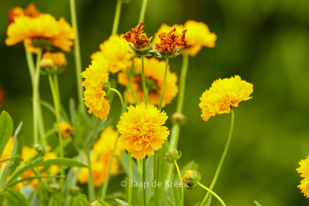 Coreopsis grandiflora 'Early Sunrise'