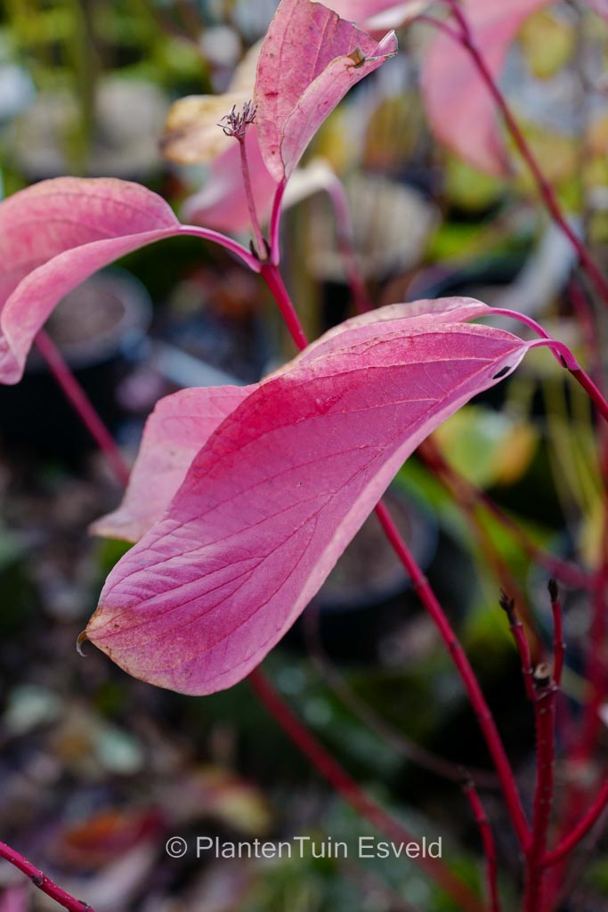 Cornus alba 'Minbat' (BATON ROUGE)