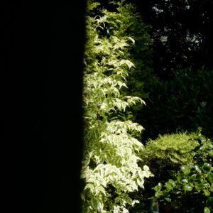 Cornus kousa 'Helena'