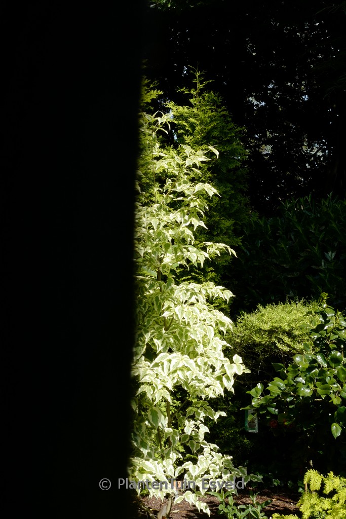 Cornus kousa 'Helena'