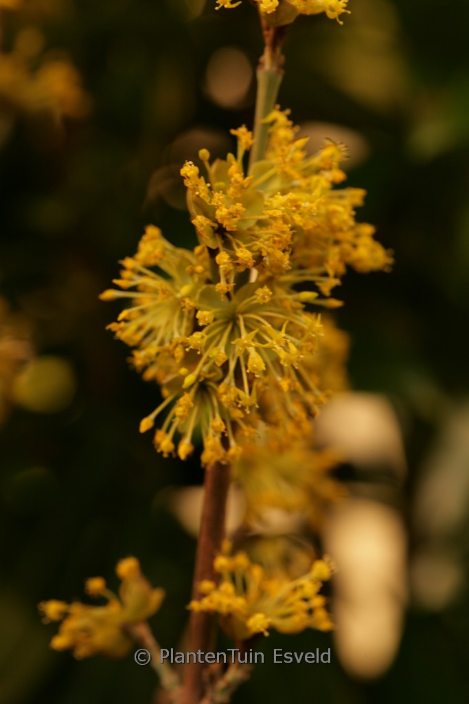 Cornus mas 'Matador'