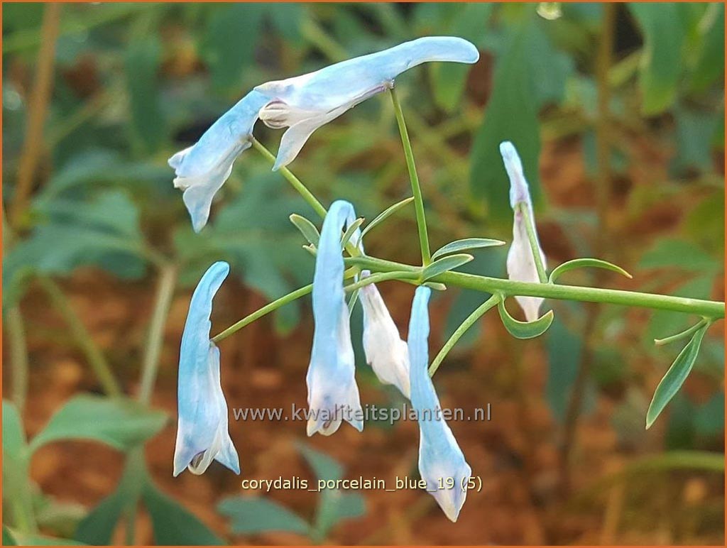 Corydalis mairei 'Porcelain Blue'