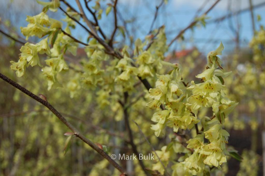 Corylopsis glabrescens 'Lemon Drop'