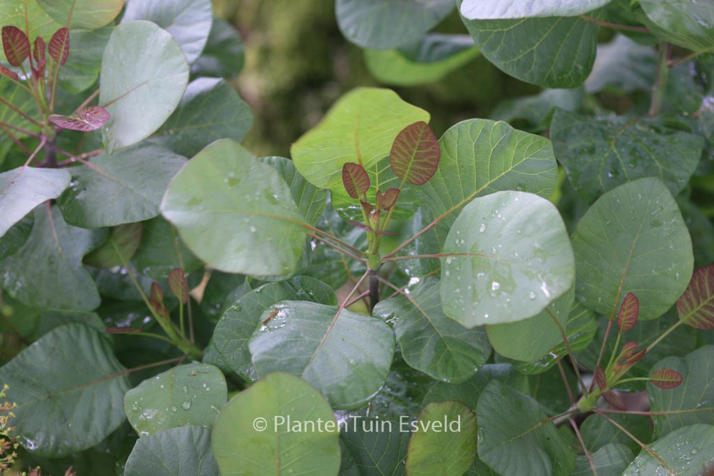 Cotinus coggygria 'Old Fashioned'