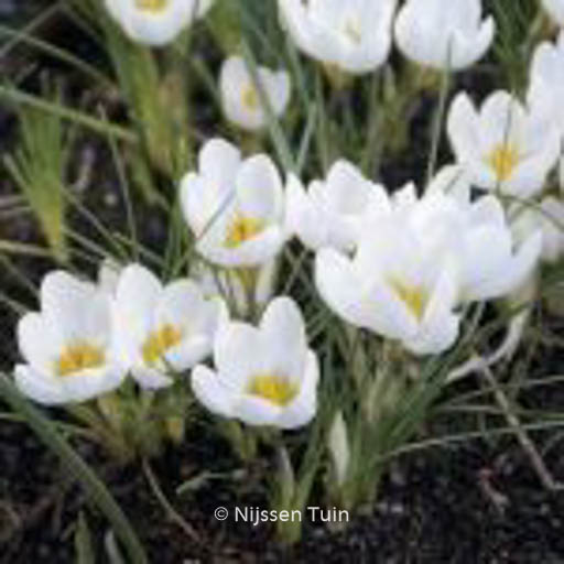 Crocus chrysanthus 'Ard Schenk'