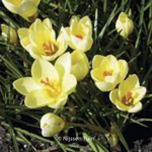 Crocus chrysanthus 'Cream Beauty'