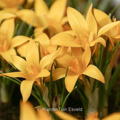 Crocus korolkowii