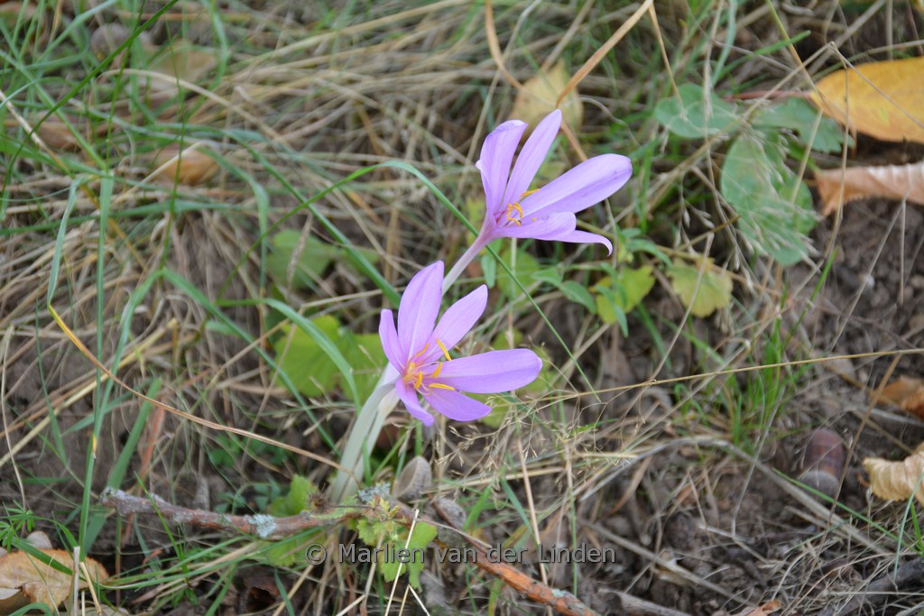Crocus sativus