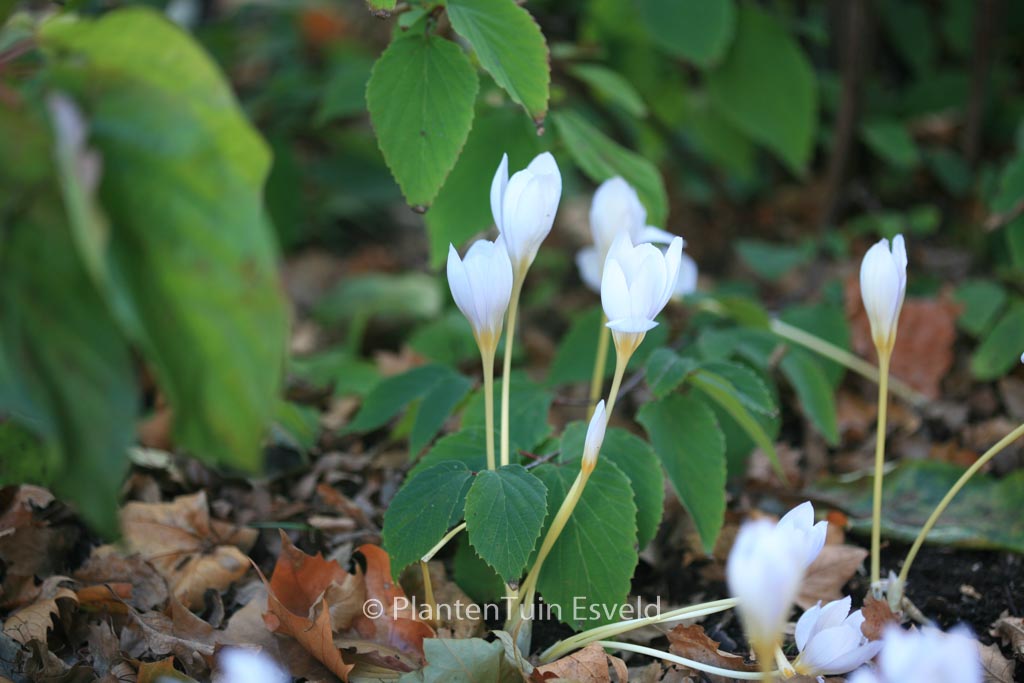 Crocus speciosus
