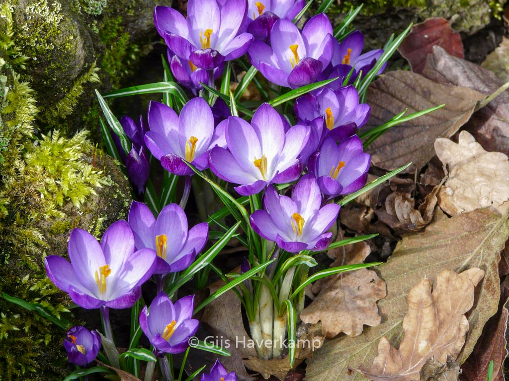 Crocus tommasinianus 'Ruby Giant'