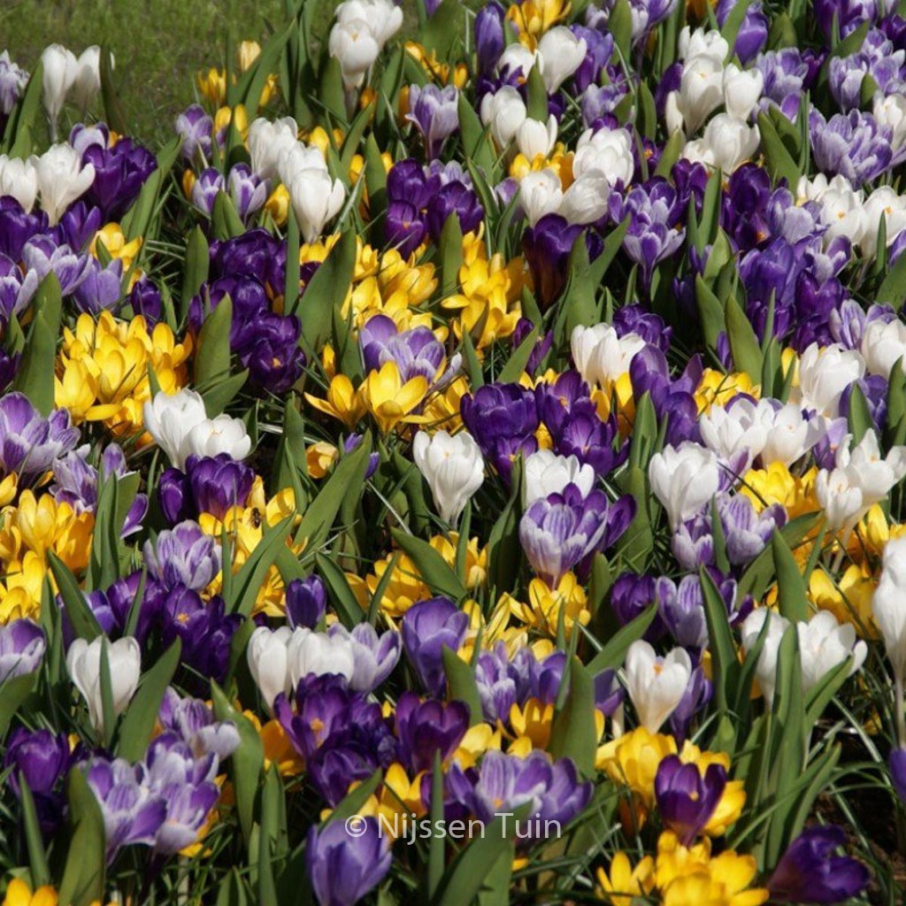 Crocus vernus -gemengd-