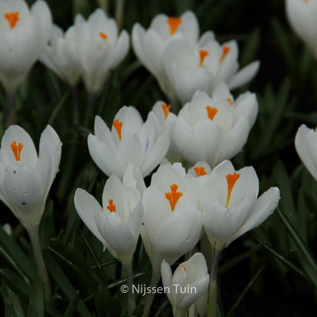 Crocus vernus 'Jeanne d'Arc'