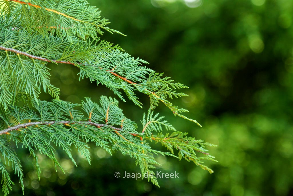Cupressocyparis leylandii 'Stapehill'