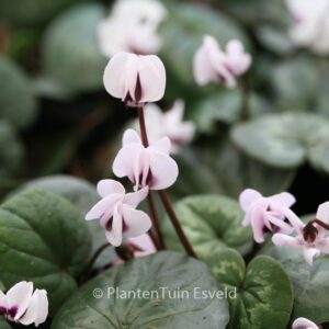 Cyclamen coum 'Album'
