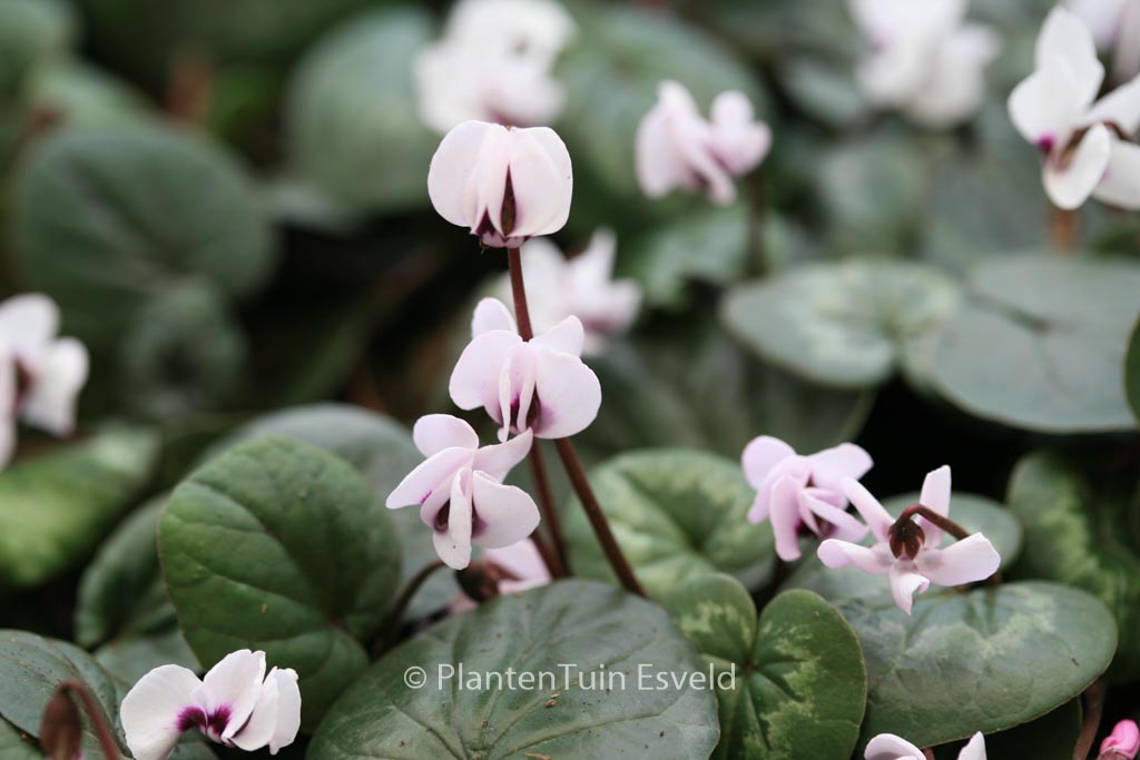 Cyclamen coum 'Album'