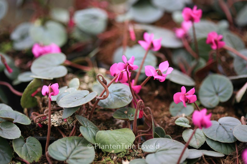 Cyclamen coum 'Rubrum'