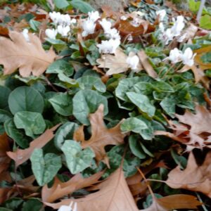 Cyclamen hederifolium 'Album'
