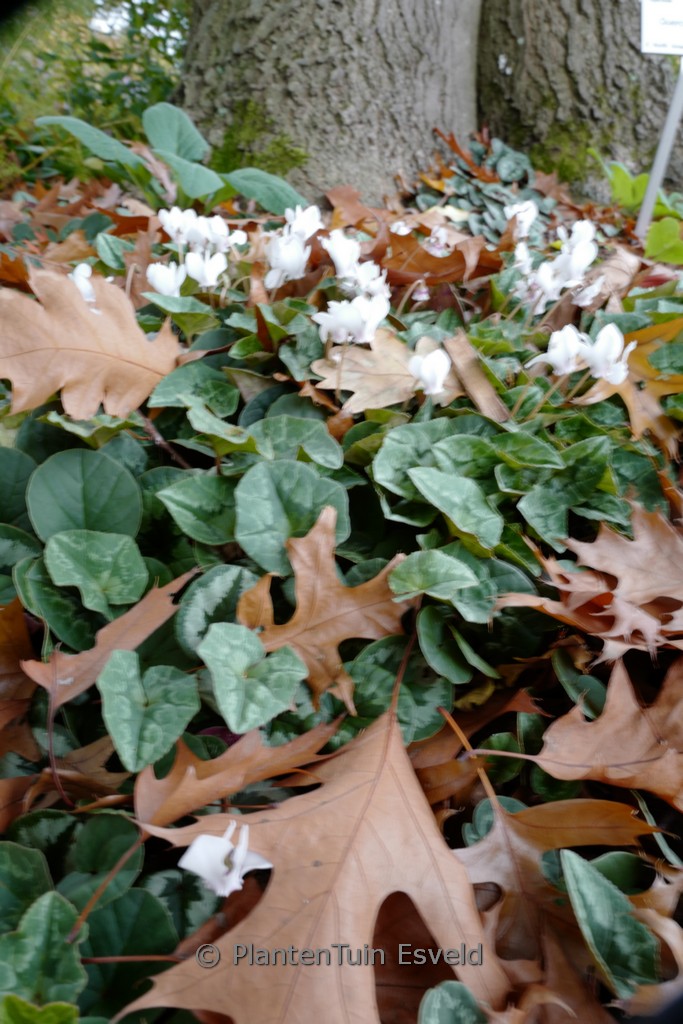 Cyclamen hederifolium 'Album'