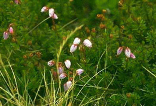 Daboecia cantabrica