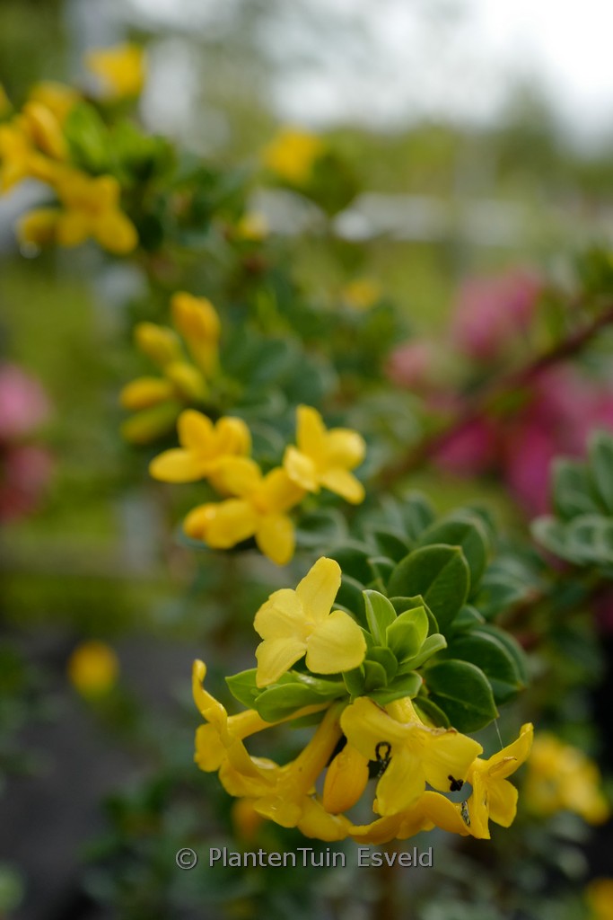 Daphne aurantiaca var. aurantiaca