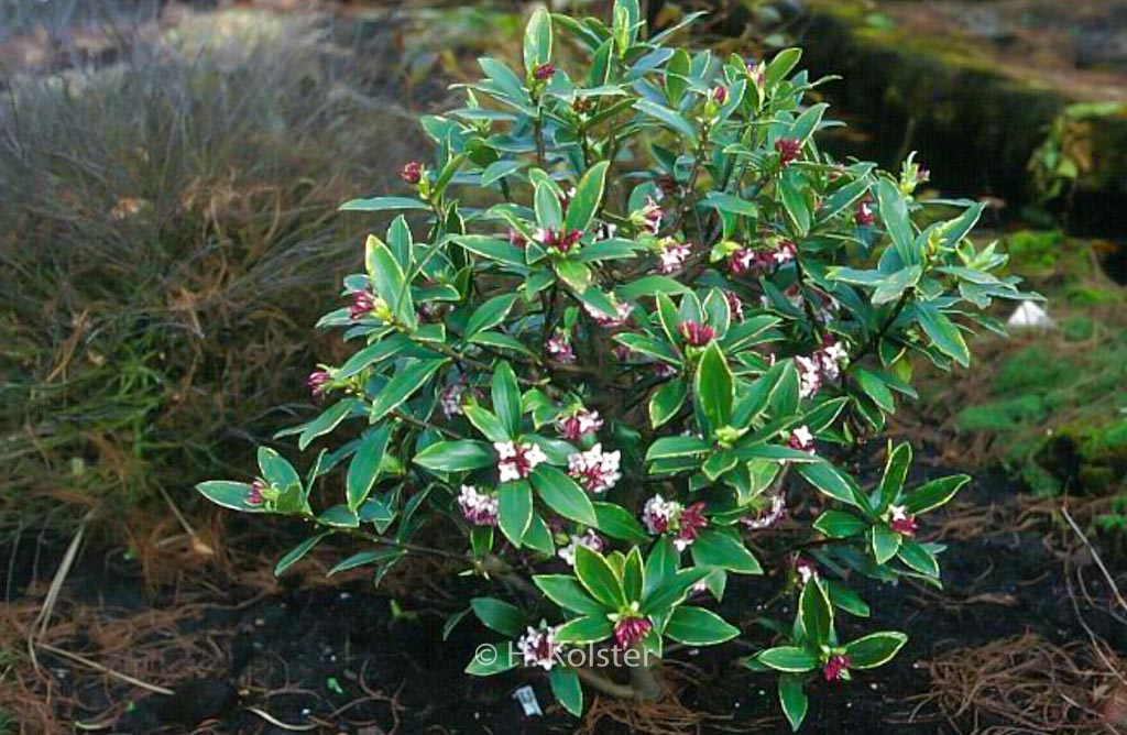 Daphne odora marginata