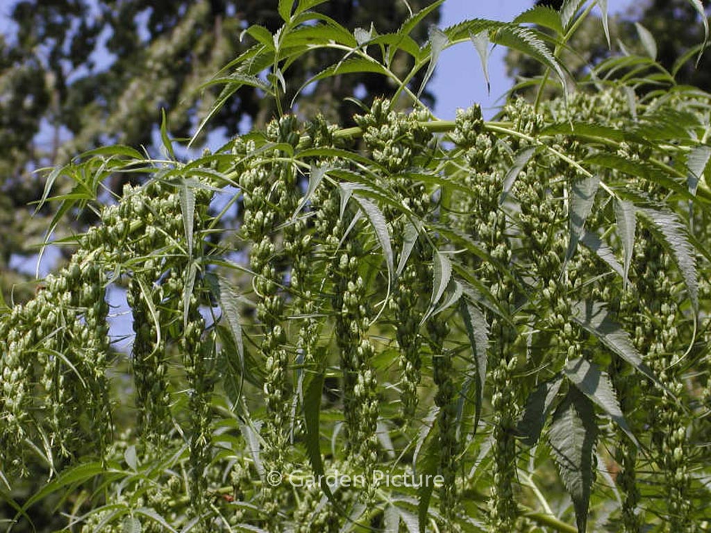 Datisca cannabina