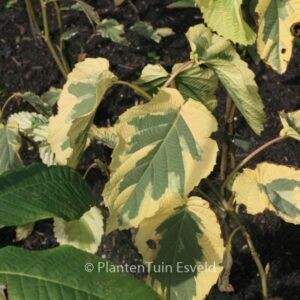 Davidia involucrata 'Lady Sunshine'