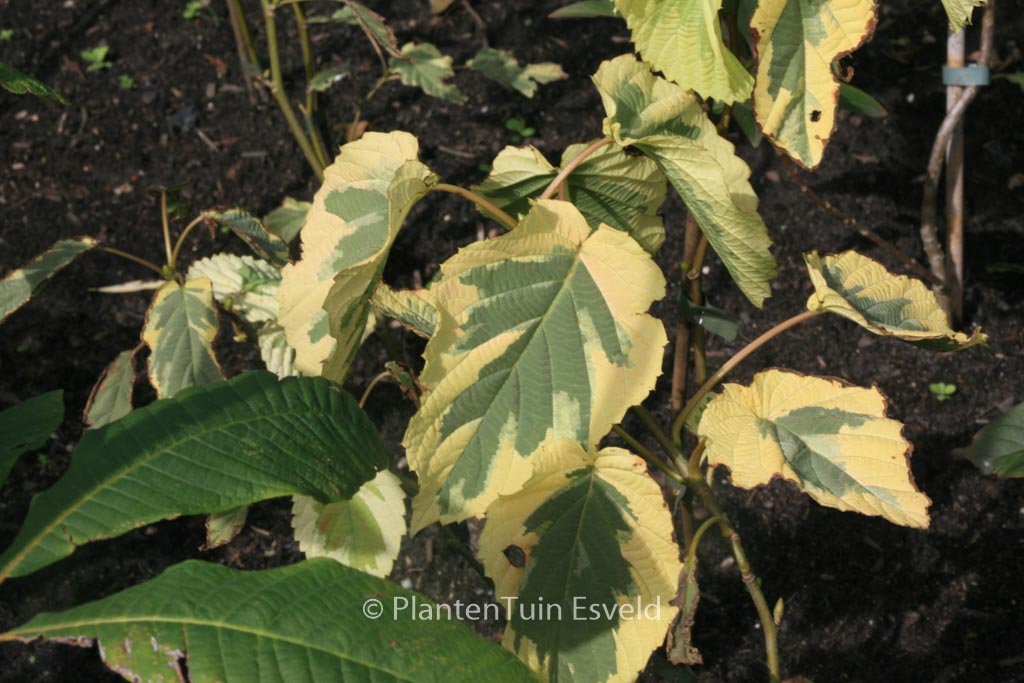 Davidia involucrata 'Lady Sunshine'