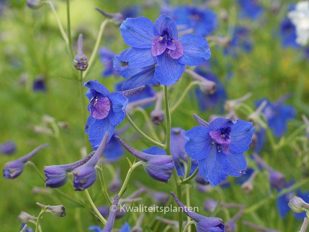Delphinium grandiflorum 'Blauer Zwerg'