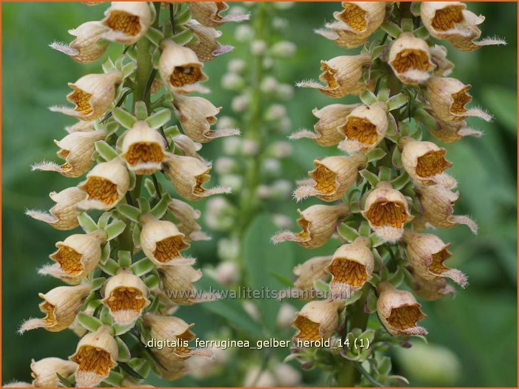 Digitalis ferruginea 'Gelber Herold'