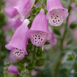 Digitalis 'Pink Panther'