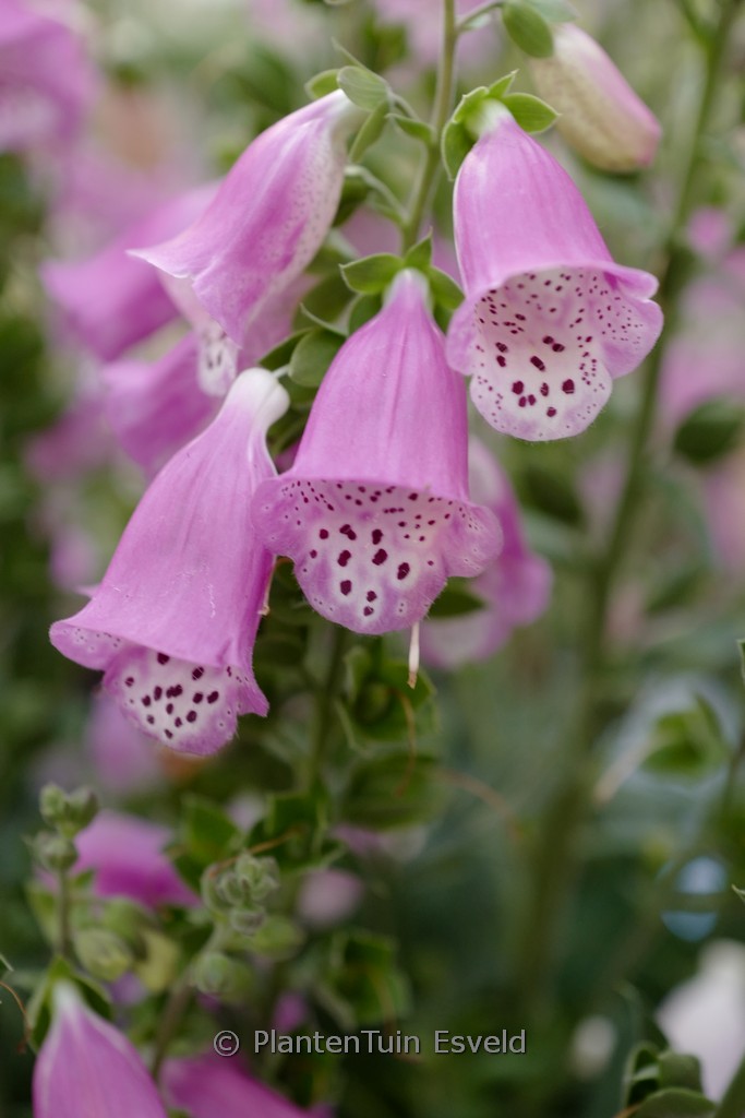 Digitalis 'Pink Panther'
