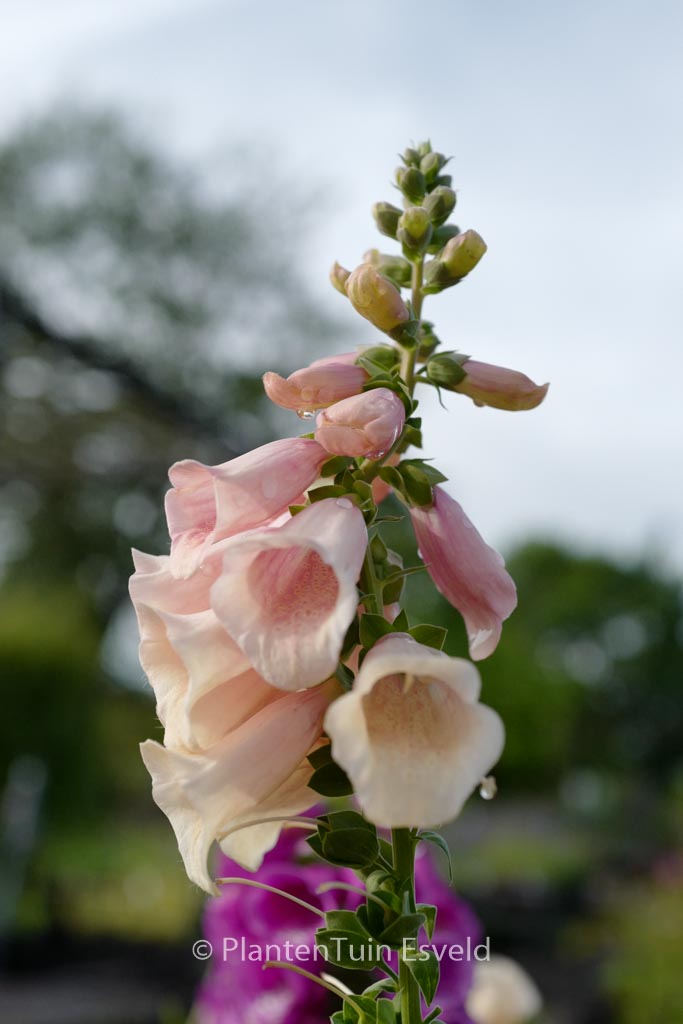 Digitalis purpurea 'Dalmatian Peach'