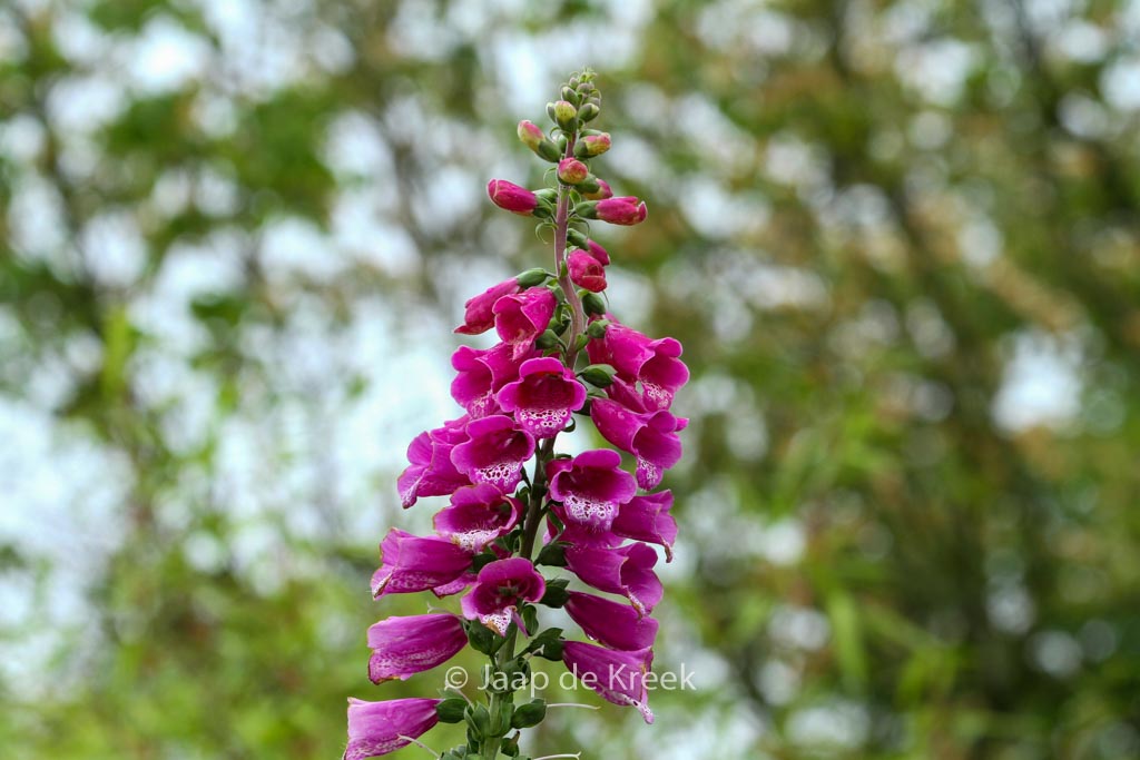Digitalis purpurea 'Dalmatian Purple'