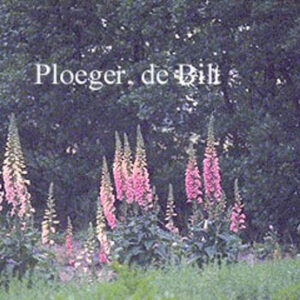 Digitalis purpurea 'Exelsior Hybrids'