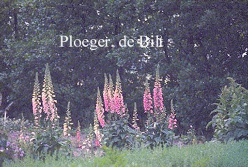 Digitalis purpurea 'Exelsior Hybrids'