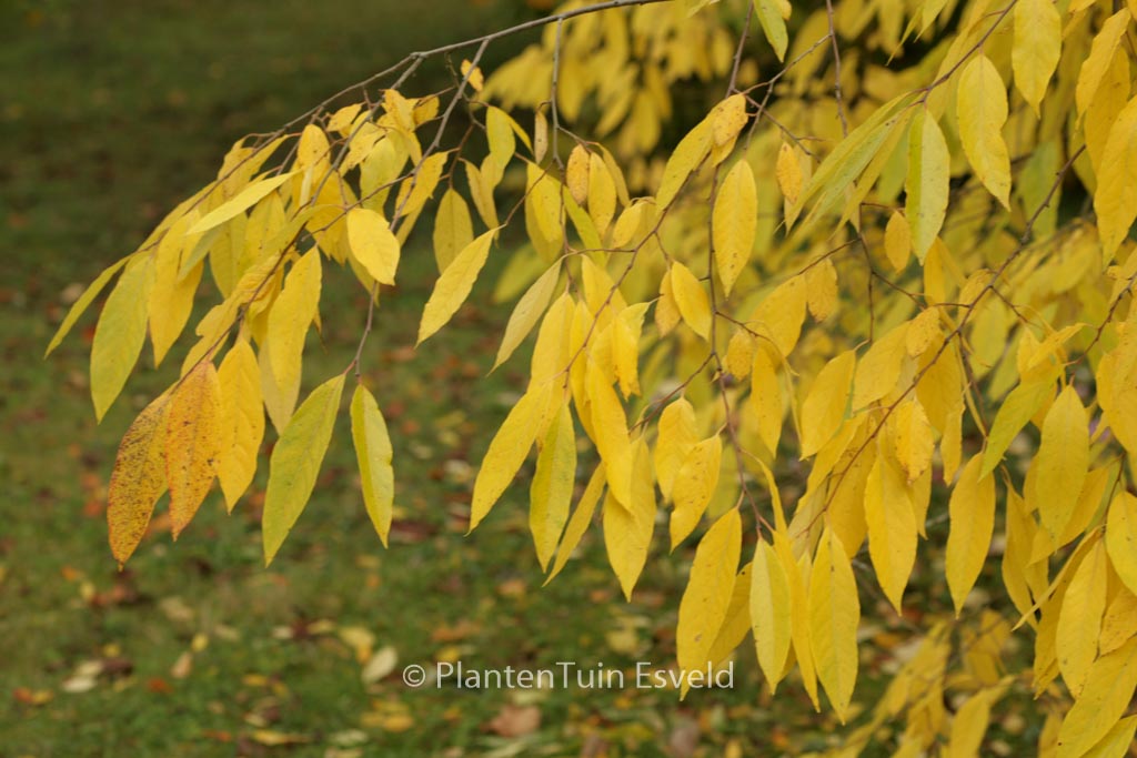 Diospyros virginiana