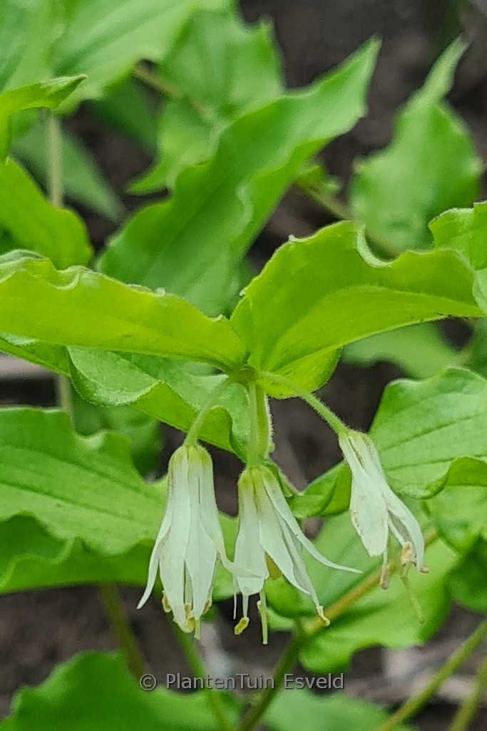 Disporum smithii