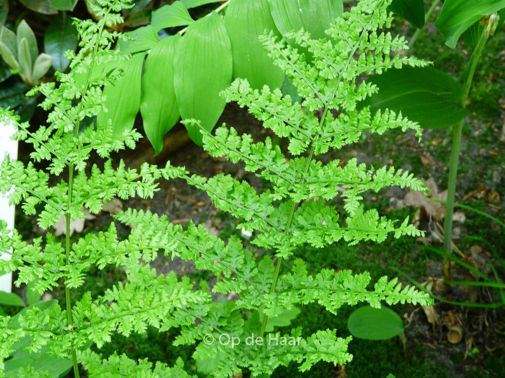 Dryopteris dilatata 'Crispa Whiteside'