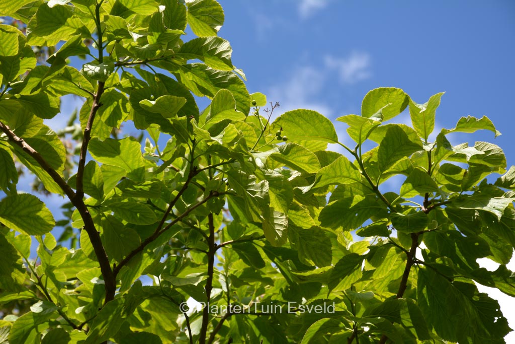 Ehretia dicksonii